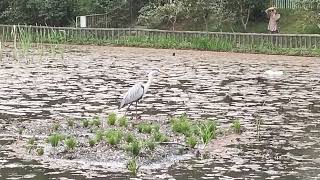 雨の朝、池にアオサギが