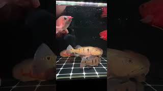 Size Jumbo Semua !!! Oscar , Pbass , RTC Phantom, Arwana SR, Black Pacu