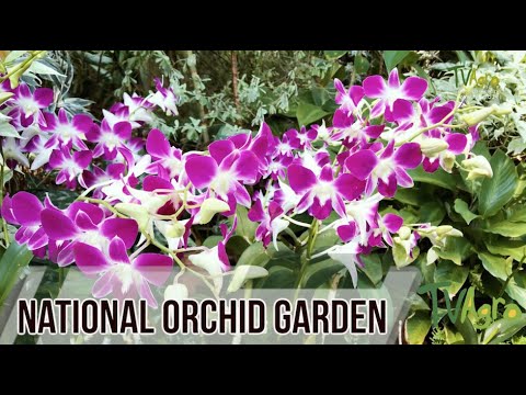 Vídeo: Descripció i fotos del jardí d'orquídies (Bali Orchid Garden) - Indonèsia: Denpasar (illa de Bali)