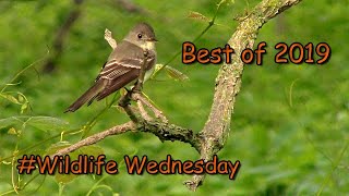 Wildlife Wednesday: Best of 2019
Welcome to the first #WildlifeWednesday of 2020! As we begin the new year let us take a look back at some of our favorite wildlife shots of 2019! Its been a great year for us and we were lucky to capture a lot of wildlife this year. It was very hard to choose our favorites, but we are very confident that we are presenting to you the very best of 2019! Hope you enjoy and we look forward to many more wildlife captures in 2020!
Check out our collaboration video series: Wildlife Wednesday Collaboration - Wildlife in our Area! We are just a group of folks who thought it would be fun to share wildlife in our area. We live all over, so check out the playlist to see all of the critters we can find! There are a mix of outdoors, bushcrafter, camper, and family channels collaborating, so have fun with this playlist:
Wildlife Wednesday Collaboration: https://www.youtube.com/playlist?list=PL7Cl7O9q77eBSWL5mNitXUYYJejGCM0lh
Collaborators this month include (these are all our channel links):
Happy Trails Hiking: https://www.youtube.com/channel/UC0HmirE1SUNoSnDOgeIKfqg
Martys Crew: Our Family Adventures: https://youtube.com/channel/UC4B8vdlKSiQlAwXVCgB3TAw…
Outdoor Nomad: https://www.youtube.com/channel/UC409IiKkJfMDWPm89dnp7wQ
Yankee’s Ooutdoor Adventures: https://www.youtube.com/user/yankeeradio
Love2Wander: https://www.youtube.com/user/Rockmutt Wildlife Wednesday: Best of 2019