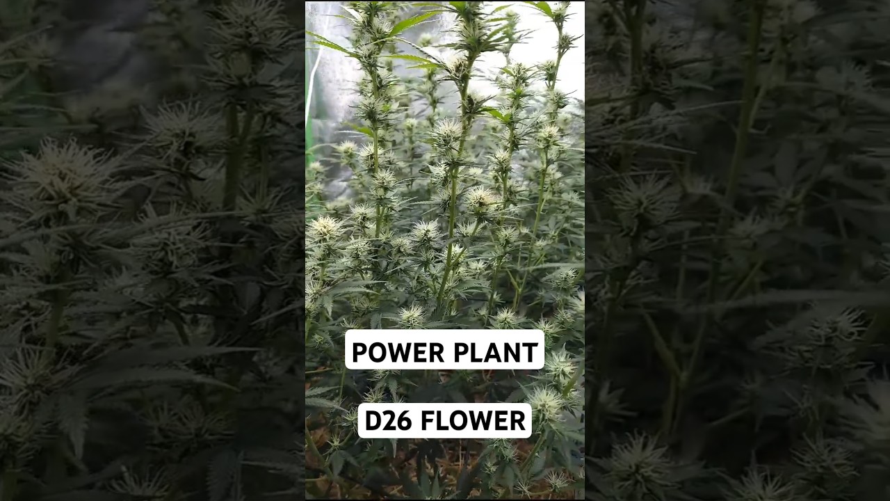 2x Power Plant in Living Soil - Blütetag 26 - 4. Tag nach der Entlaubung