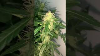 UK Indoor Grow 🇬🇧 EP 2