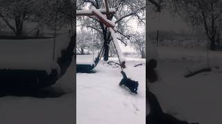 Find A Black Cat On White Snow