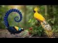 Top 50 Most Beautiful Birds Ever Recorded Ultra HD 8K BeautifulBirds Top25Birds