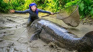 Lucky jungle fishing: Catching 200kg+ giant catfish, snakehead & carp for market sale with my family