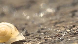 Hot Docs 2016 Trailers: LIFE AT A SNAIL'S PACE