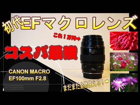 初代EFマクロ激安なのに写りも良い！ #efレンズ #カメラ