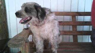 dog fly snapping treatment