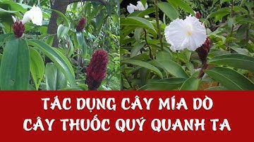 Mía dò (cát lồi): Tác dụng, cách dùng và những thông tin cần lưu ý