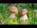 Білі гриби.ТИХА ОХОТА 2021.Нашестя молодих грибів
