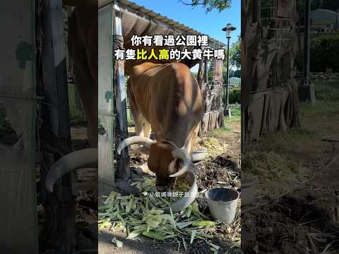 ???? 黃牛比人高？！低調又有故事的社區小公園 ????✨ #218營公園 #仁德景點 #台南隱藏景點 #在地小旅行 #大黃牛十三爺 #台南親子 #戶外免費景點