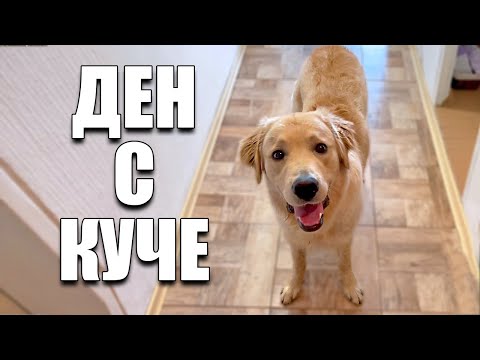 Видео: Добри ли кучета за апартаменти?