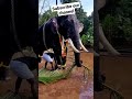 யானை🐘#trending #viral #shorts