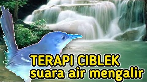 TERAPI CIBLEK suara air mengalir mempercepat ciblek gacor| suara burung.