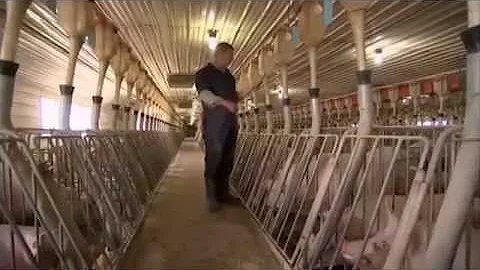 Wuebker Farms: Pork Production