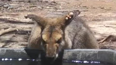 Crows remove ticks (part 1 of 5)