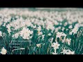 【絶景映像とおしゃれな洋楽BGM #03】自然の草木に癒やされる・風景♪ | Relaxing video and music