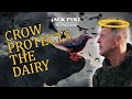 Crow protects the dairy crows and tame pigeons shooting in kent with crow whisperer  andy crow