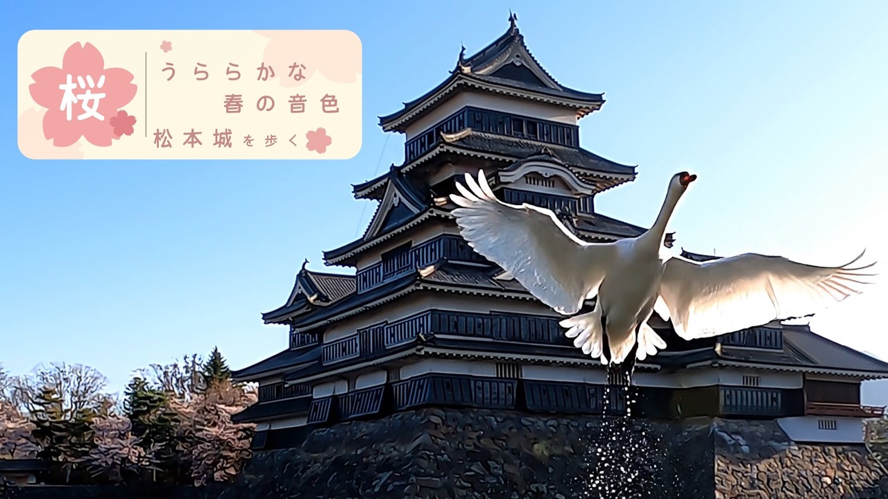春の訪れる松本城公園 　国宝・松本城で桜を楽しむ
