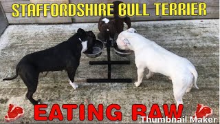Dogs Staffordshire Bull Terriers Eating Raw