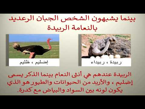 عيال جنيد عادات وتقاليد الحلقة  الشجاعة