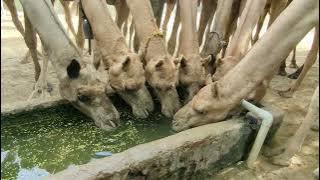 Camel dirnkwater @desart 