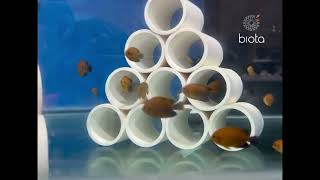 Biota Captive bred Potter's Angelfish