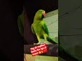 ​क्यूटनेस ओवरलोड: तोते की प्यारी अदाएं! 🦜😍✨​#indianringneck​#talkingparrot​#mitthu​#shortsfeed​#