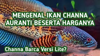 Mengenal Ikan Channa Auranti Beserta Harganya