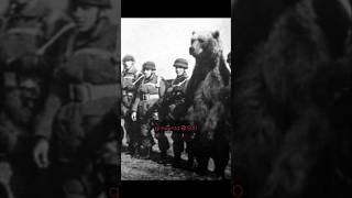 The Bear That Was Officially Enlisted as a Soldier in World War II