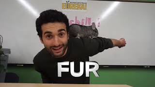 Quick Facts About Chinchillas