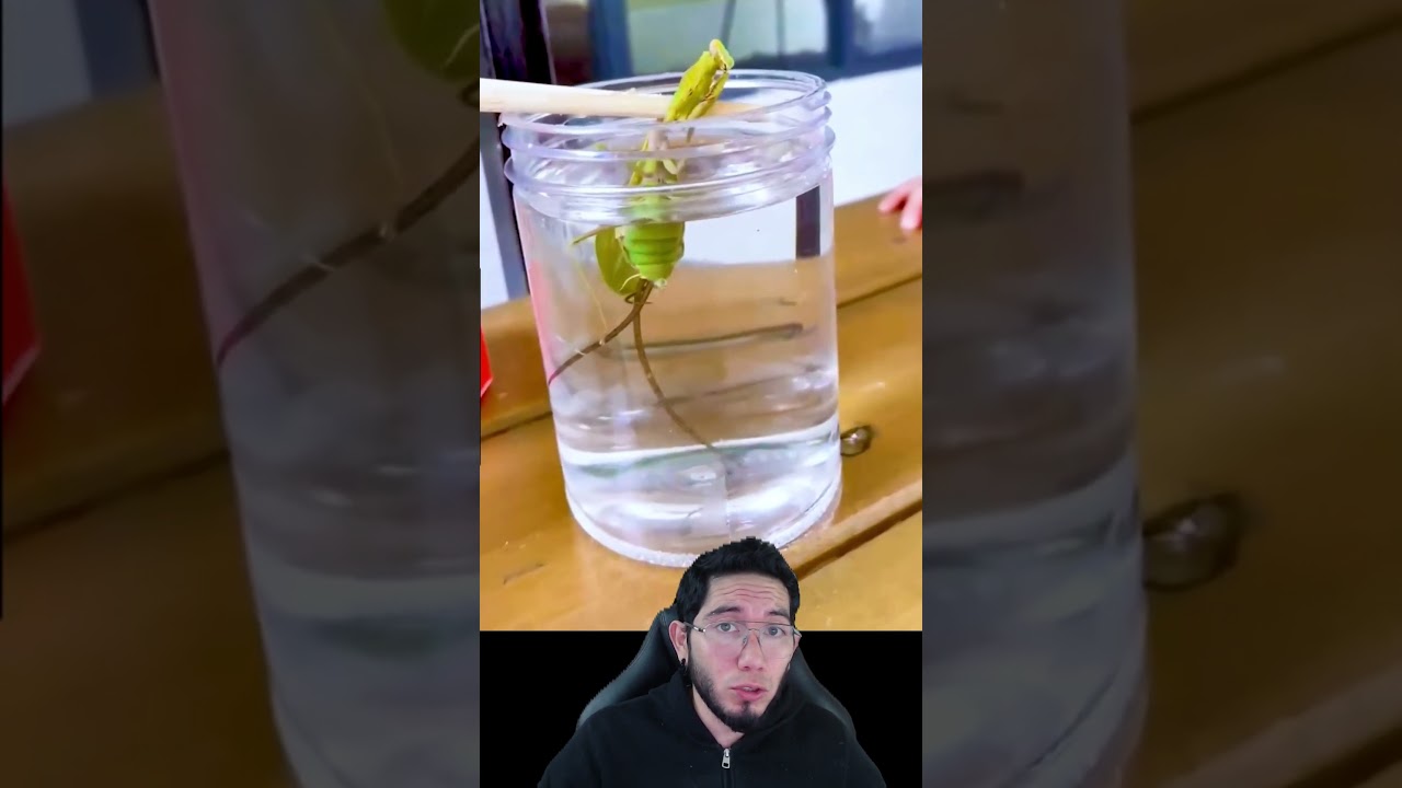 Parasito dentro de Mantis Religiosa