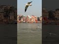Shri Kashi Vishwanath | Ghat | Varanasi | Darshan #temple #varanasi #ghat #spritual #ganga #river