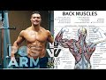 Complete Back Workout + Arms Biceps & Triceps