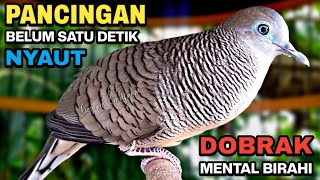 Perkutut Lokal Gacor Suara Kristal Pancingan Burung Perkutut Agar Cepat Bunyi.