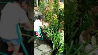 Zhafira Bantuin Nenek Nyiram Tanaman