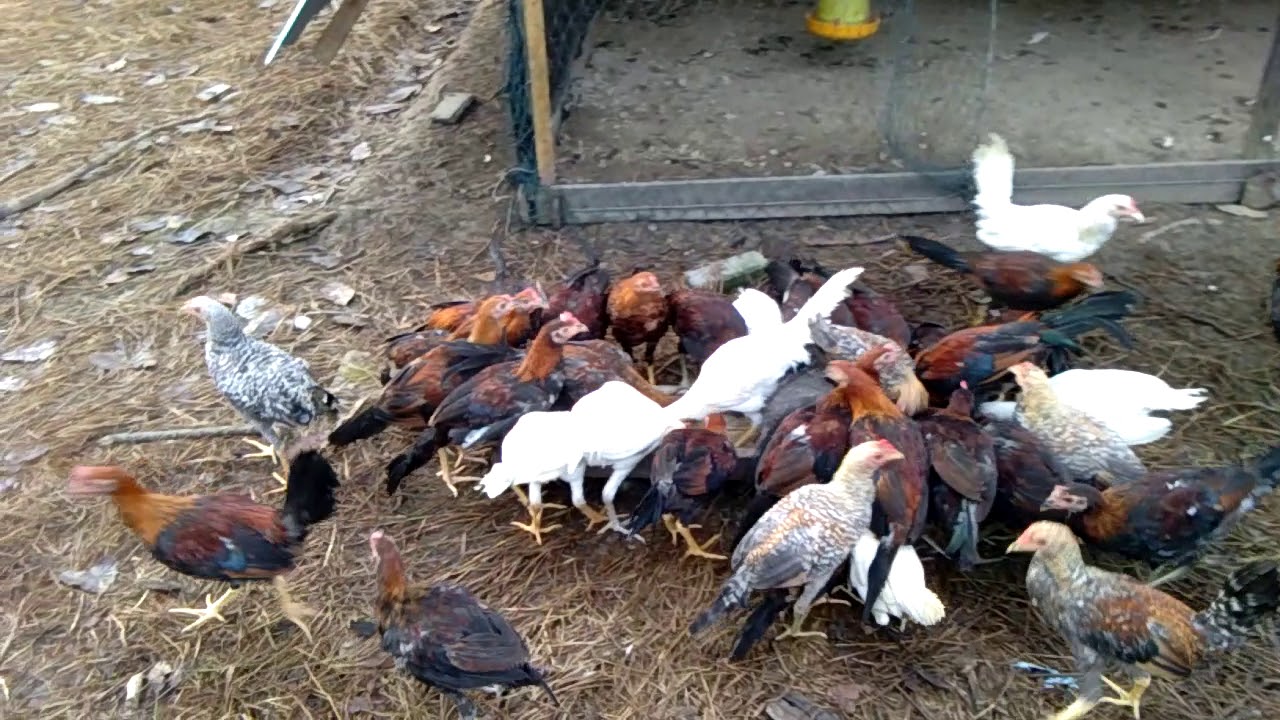 budidaya ayam kampung #1 