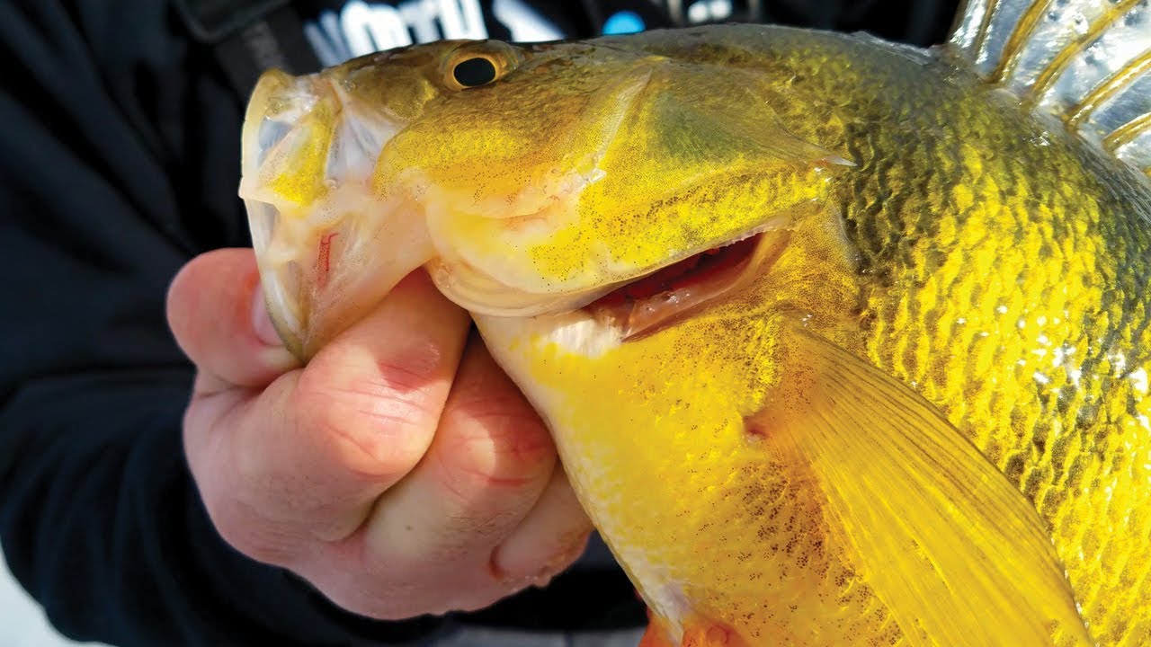 World Class Ice Fishing in the MOUNTAINS