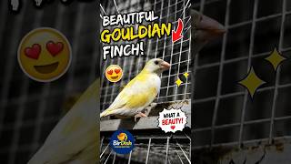 Gauldian Finch. #birds #parrot #shortsfeed #shortsvideo #shorts #reels #parrot