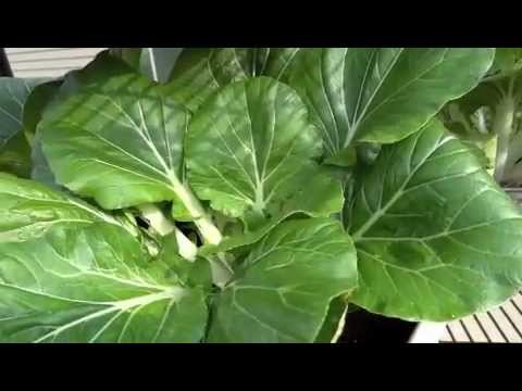 My Organic Container Garden and Harvesting Bok Choy For My Morning
