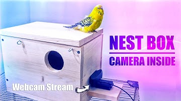 I Built a Budgie Nesting Box with a Camera