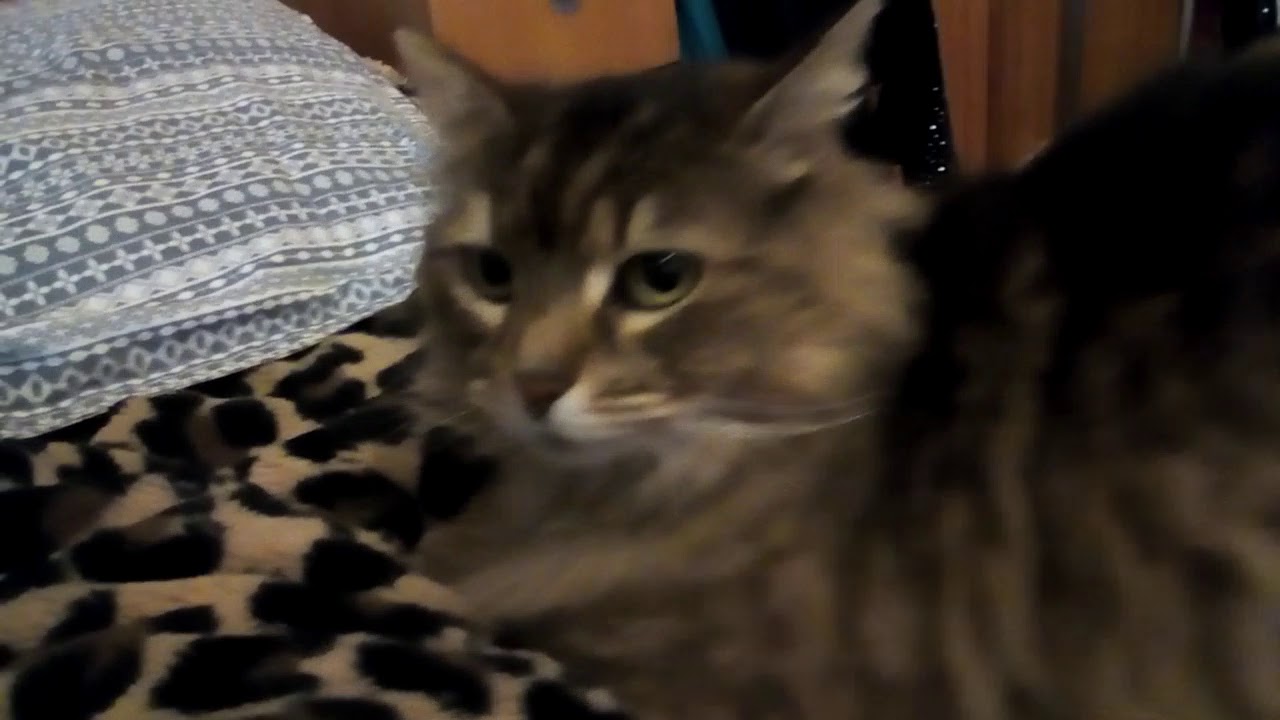 My pet cat YouTube
