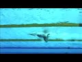 Lilly King Breaststroke Technique