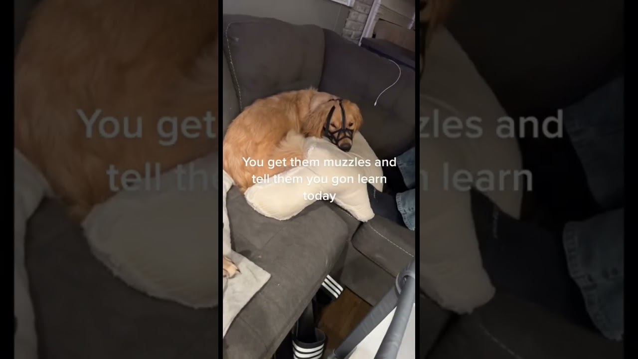 How to train your dogs to stop fighting each other 🐕‍🦺