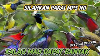 Download Lagu suara pikat burung kecil semua jenis burung Kolibri anti zonk MP3