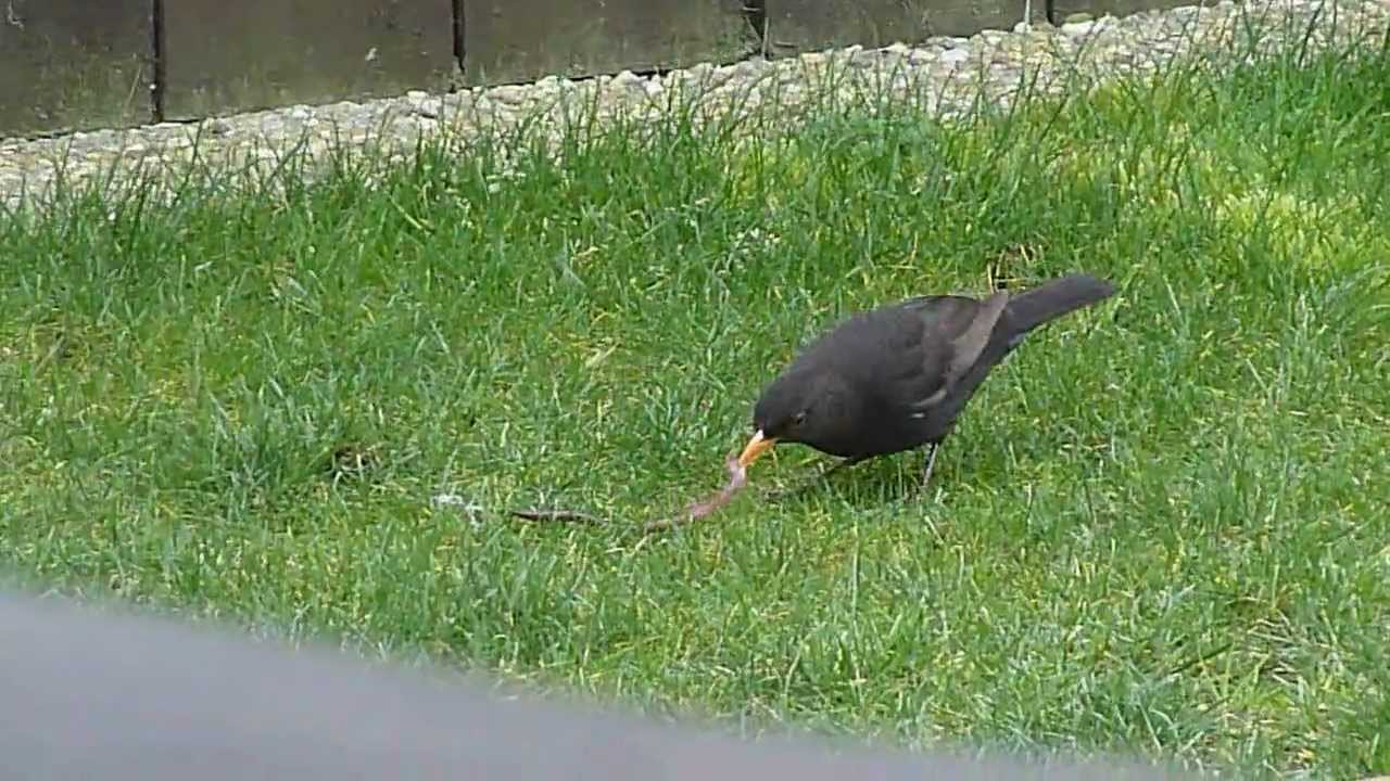Blackbird Eating a Worm YouTube