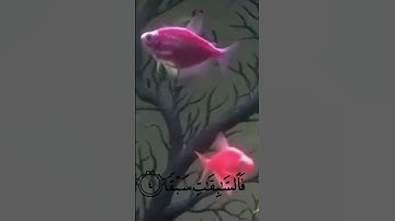 سورة النازعات من الآية 1 إلى الآية 10 تلاوة جميلة و مريحة من طفل صغير  #shortvideo