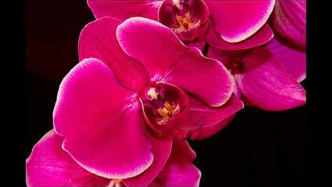 "Give him this orchid...Flowers bring to every yea...