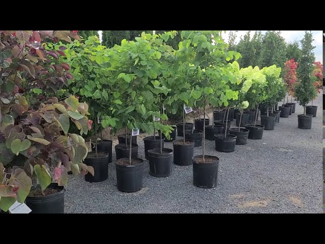 Cercis 'Appalachian Red' (Redbud) //STUNNING, Small NATIVE Tree With Glowing Fuchsia Pink🌺Flowers