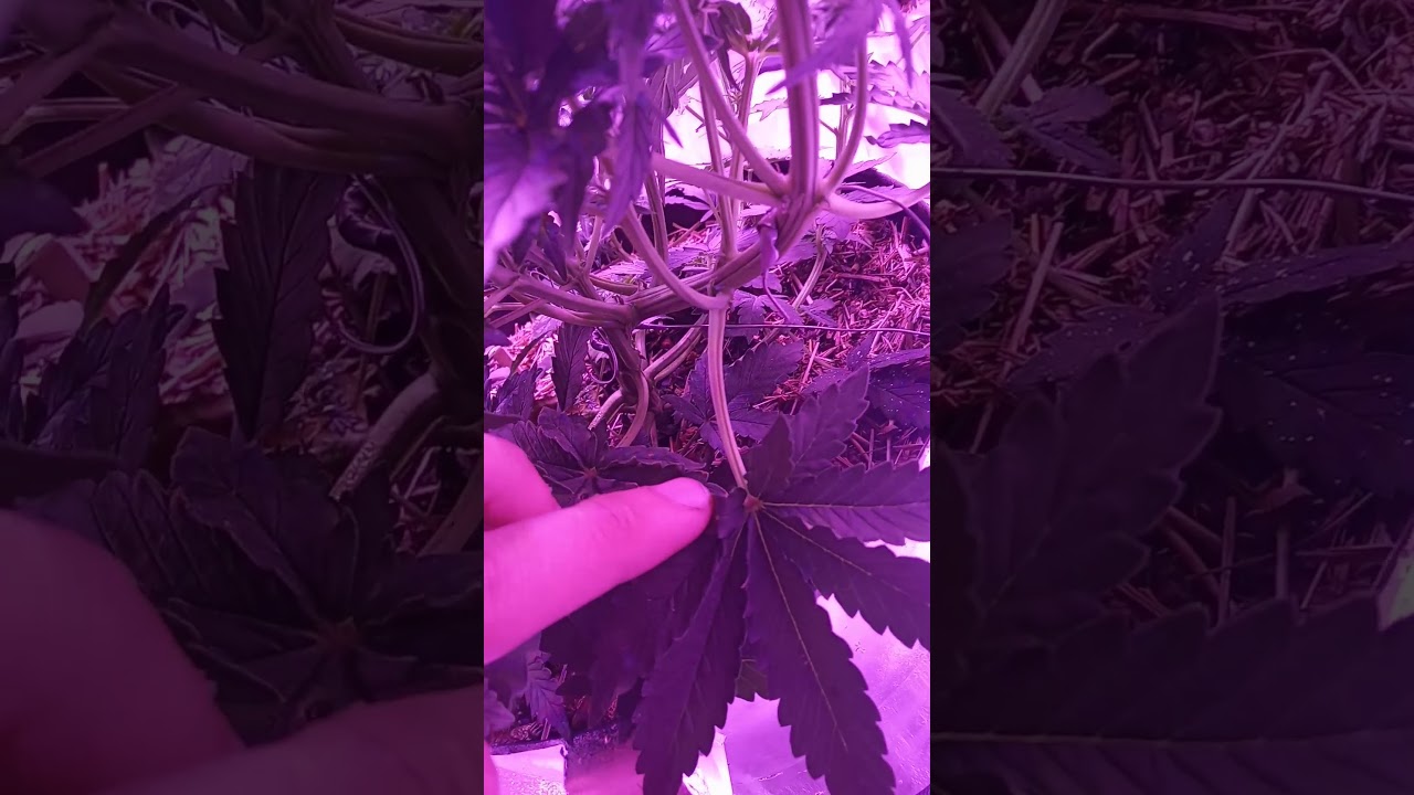 Dinafem - White Widow XXL Auto